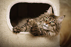 lying Maine Coon