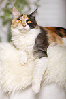 lying Maine Coon