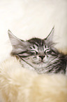 sleeping Maine Coon Kitten