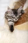 sleeping Maine Coon Kitten