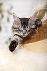 sleeping Maine Coon Kitten