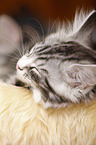 sleeping Maine Coon Kitten