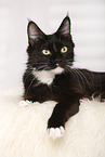 lying Maine Coon