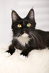 lying Maine Coon