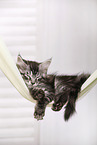 sleeping Maine Coon Kitten