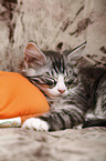 sleeping Maine Coon Kitten