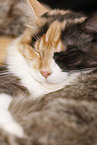 sleeping Maine Coon