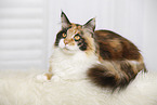 lying Maine Coon