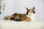 lying Maine Coon