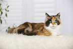 lying Maine Coon