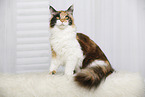 sitting Maine Coon
