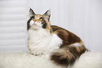 lying Maine Coon