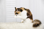 Maine Coon is cleaning itself