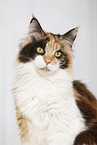 Maine Coon Portrait