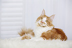 lying Maine Coon