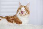 lying Maine Coon