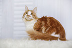 lying Maine Coon