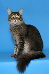 sitting Maine Coon