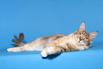 lying Maine Coon