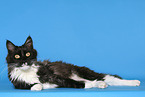lying Maine Coon