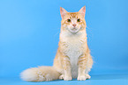 sitting Maine Coon