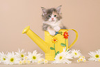 Maine Coon Kitten