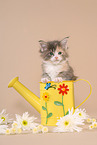 Maine Coon Kitten