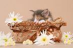 sleeping Maine Coon Kitten