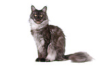 sitting Maine Coon