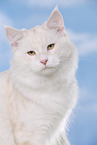 Maine Coon tomcat portrait