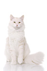 sitting Maine Coon tomcat