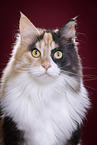 Maine Coon Portrait