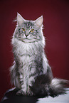 Maine Coon tomcat