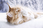 lying Maine Coon