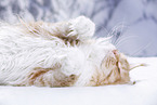 lying Maine Coon