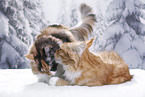 lying Maine Coon