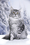 Maine Coon tomcat