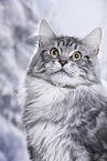 Maine Coon tomcat