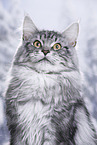 Maine Coon tomcat