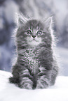 Maine Coon Kitten