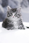 Maine Coon Kitten