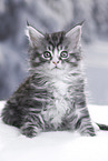 Maine Coon Kitten