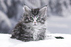 Maine Coon Kitten