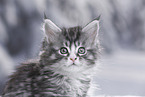 Maine Coon Portrait