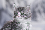 Maine Coon Portrait