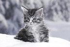 Maine Coon Kitten