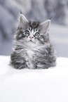 Maine Coon Kitten