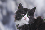 Maine Coon Portrait