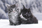 Maine Coon Kitten