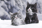 Maine Coon Kitten